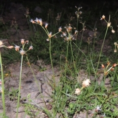 Fimbristylis dichotoma (A Sedge) at Rob Roy Range - 18 Mar 2020 by michaelb