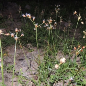 Fimbristylis dichotoma at Conder, ACT - 18 Mar 2020