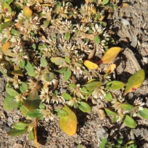 Alternanthera sp. A Flora of NSW (M. Gray 5187) J. Palmer at Conder, ACT - 18 Mar 2020