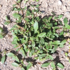 Alternanthera sp. A Flora of NSW (M. Gray 5187) J. Palmer at Conder, ACT - 18 Mar 2020