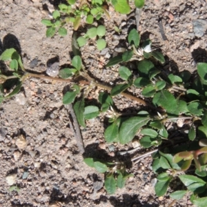 Alternanthera sp. A Flora of NSW (M. Gray 5187) J. Palmer at Conder, ACT - 18 Mar 2020