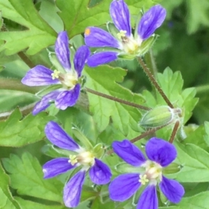 Erodium crinitum at Holt, ACT - 13 Aug 2020