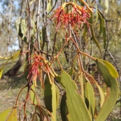 Amyema miquelii (Box Mistletoe) at Rob Roy Range - 18 Mar 2020 by michaelb