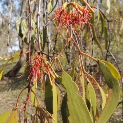 Amyema miquelii (Box Mistletoe) at Conder, ACT - 18 Mar 2020 by michaelb