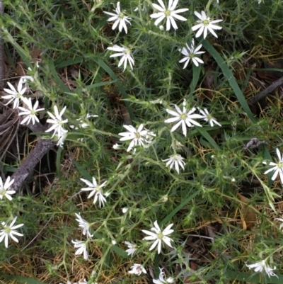 Stellaria pungens (Prickly Starwort) at Majura, ACT - 12 Aug 2020 by JaneR