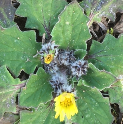 Cymbonotus sp. (preissianus or lawsonianus) (Bears Ears) at National Arboretum Forests - 11 Aug 2020 by JaneR