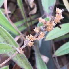 Plantago varia (Native Plaintain) at Molonglo Valley, ACT - 11 Aug 2020 by JaneR