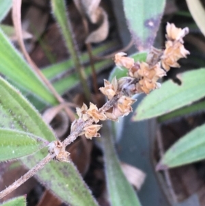 Plantago varia at Molonglo Valley, ACT - 11 Aug 2020 01:55 PM