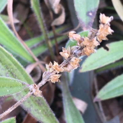 Plantago varia (Native Plaintain) at National Arboretum Forests - 11 Aug 2020 by JaneR