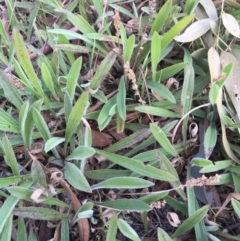 Plantago varia at Molonglo Valley, ACT - 11 Aug 2020 01:55 PM