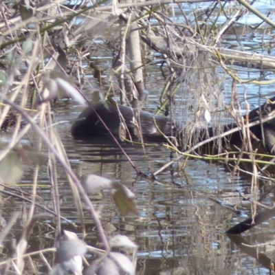 Ornithorhynchus anatinus (Platypus) at Bega, NSW - 14 Aug 2020 by MatthewHiggins