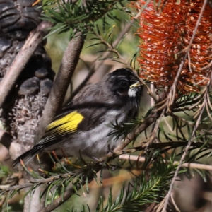 Phylidonyris novaehollandiae at Acton, ACT - 13 Aug 2020