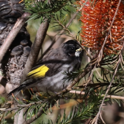 Phylidonyris novaehollandiae (New Holland Honeyeater) at Acton, ACT - 13 Aug 2020 by jb2602