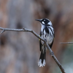 Phylidonyris novaehollandiae (New Holland Honeyeater) at Downer, ACT - 13 Aug 2020 by jb2602