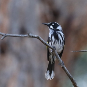 Phylidonyris novaehollandiae at Downer, ACT - 13 Aug 2020