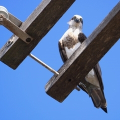 Pandion haliaetus (Osprey) at Merimbula, NSW - 20 Aug 2020 by szr