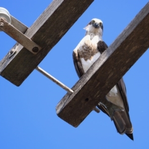 Pandion haliaetus at Merimbula, NSW - 20 Aug 2020