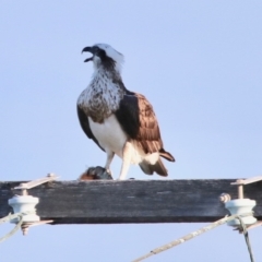 Pandion haliaetus at Merimbula, NSW - 20 Aug 2020