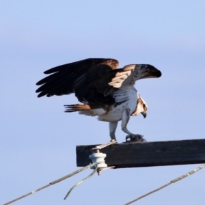 Pandion haliaetus at Merimbula, NSW - 20 Aug 2020