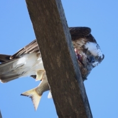 Pandion haliaetus at Merimbula, NSW - 20 Aug 2020