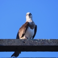 Pandion haliaetus (Osprey) at Merimbula, NSW - 13 Aug 2020 by szr
