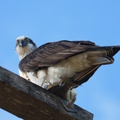 Pandion haliaetus at Merimbula, NSW - 13 Aug 2020