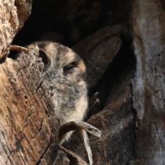 Aegotheles cristatus at Acton, ACT - 13 Aug 2020 01:02 PM