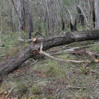 Eucalyptus macrorhyncha (Red Stringybark) at Black Mountain - 13 Aug 2020 by ConBoekel