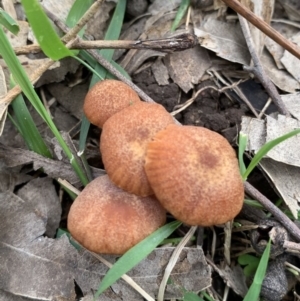 Laccaria sp. at Black Range, NSW - 14 Aug 2020