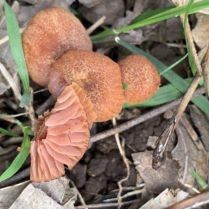 Laccaria sp. at Black Range, NSW - 14 Aug 2020