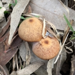 Laccaria sp. at Black Range, NSW - 14 Aug 2020