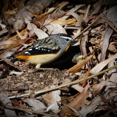 Pardalotus punctatus (Spotted Pardalote) at Acton, ACT - 13 Aug 2020 by DonTaylor