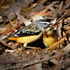 Pardalotus punctatus at Acton, ACT - 13 Aug 2020