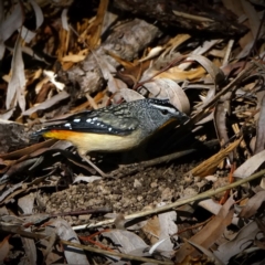 Pardalotus punctatus at Acton, ACT - 13 Aug 2020