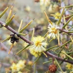 Acacia genistifolia at Lyneham, ACT - 14 Aug 2020