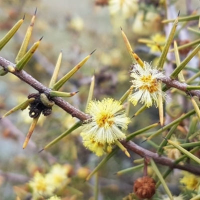 Acacia genistifolia (Early Wattle) at Crace Grasslands - 14 Aug 2020 by tpreston