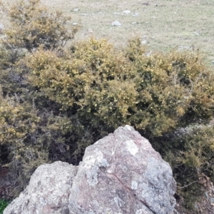 Acacia genistifolia at Lyneham, ACT - 14 Aug 2020