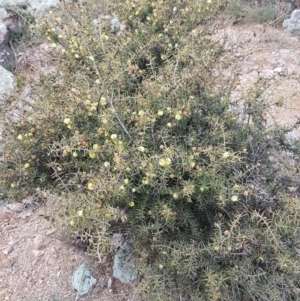 Acacia genistifolia at Lyneham, ACT - 14 Aug 2020