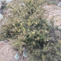 Acacia genistifolia at Lyneham, ACT - 14 Aug 2020