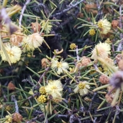 Acacia genistifolia at Lyneham, ACT - 14 Aug 2020