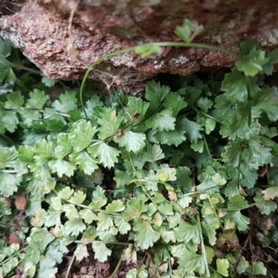 Asplenium flabellifolium (Necklace Fern) at Crace Grasslands - 14 Aug 2020 by tpreston