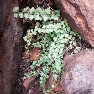 Asplenium flabellifolium at Lyneham, ACT - 14 Aug 2020 03:30 PM