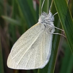 Pieris rapae (Cabbage White) at Latham, ACT - 14 Aug 2020 by trevorpreston