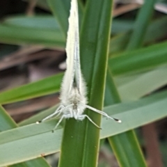 Pieris rapae at Latham, ACT - 14 Aug 2020 03:54 PM