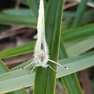 Pieris rapae at Latham, ACT - 14 Aug 2020 03:54 PM