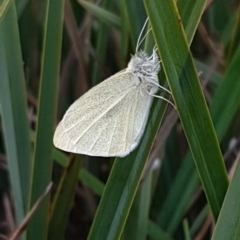 Pieris rapae at Latham, ACT - 14 Aug 2020 03:54 PM