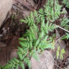 Cheilanthes austrotenuifolia (Rock Fern) at Latham, ACT - 14 Aug 2020 by trevorpreston