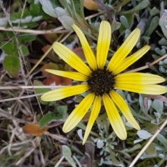 Arctotheca calendula (Capeweed, Cape Dandelion) at Latham, ACT - 14 Aug 2020 by trevorpreston