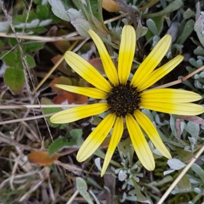 Arctotheca calendula (Capeweed, Cape Dandelion) at Latham, ACT - 14 Aug 2020 by tpreston