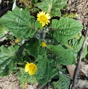 Cymbonotus sp. (preissianus or lawsonianus) at Isaacs Ridge - 12 Aug 2020